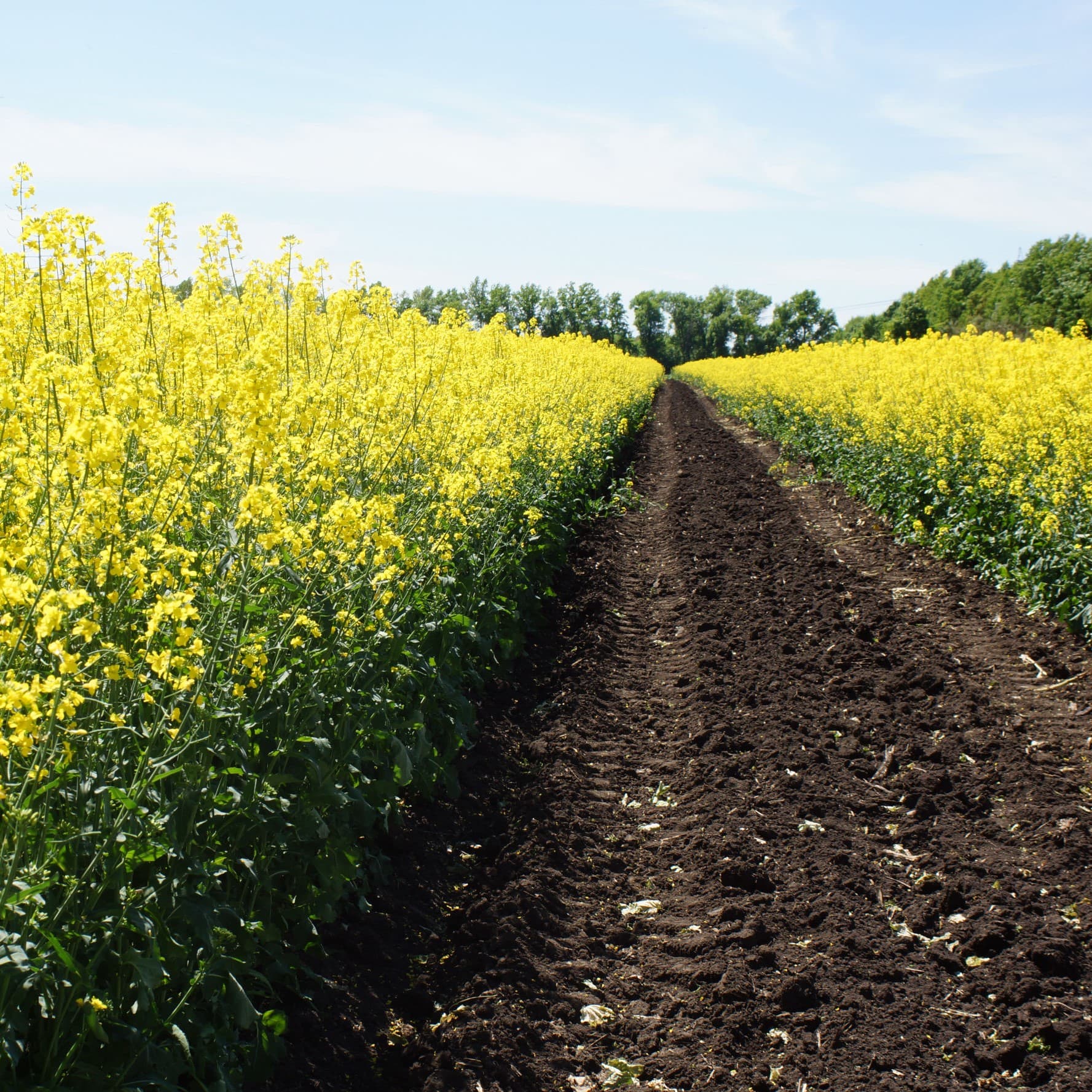 Technifarm services